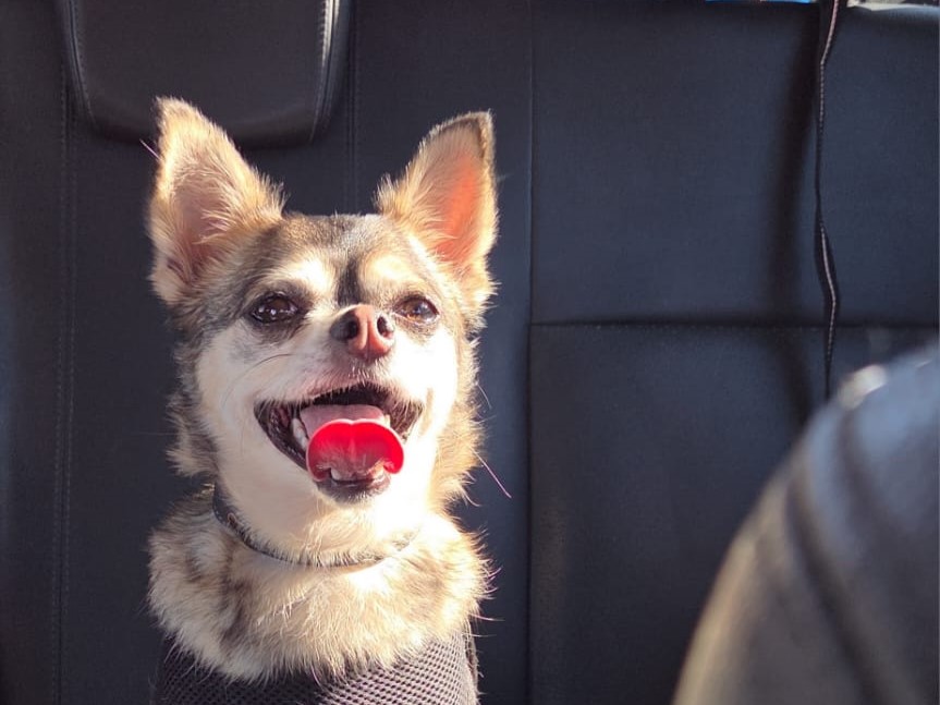 Raoul – Visible en famille d’accueil