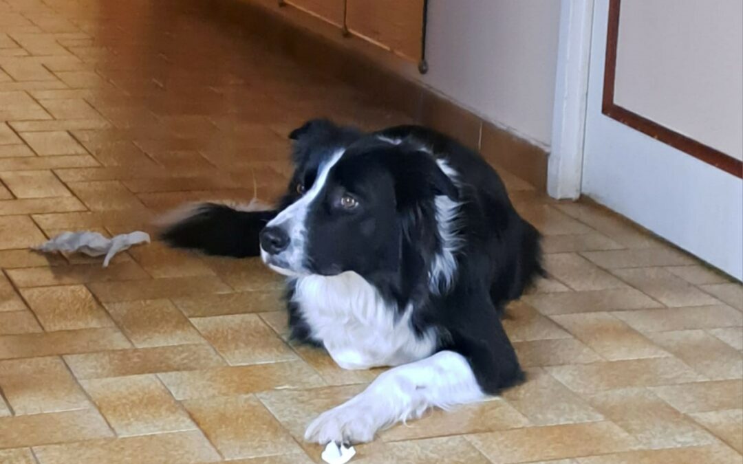 Rio – Visible en famille d’accueil