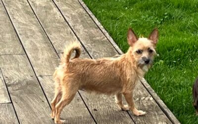 Roxhye – Visible en famille d’accueil