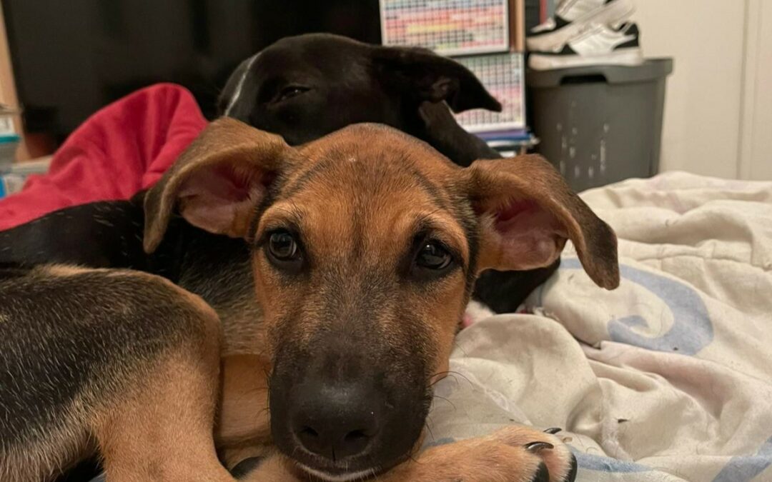 Salma – Visible en famille d’accueil