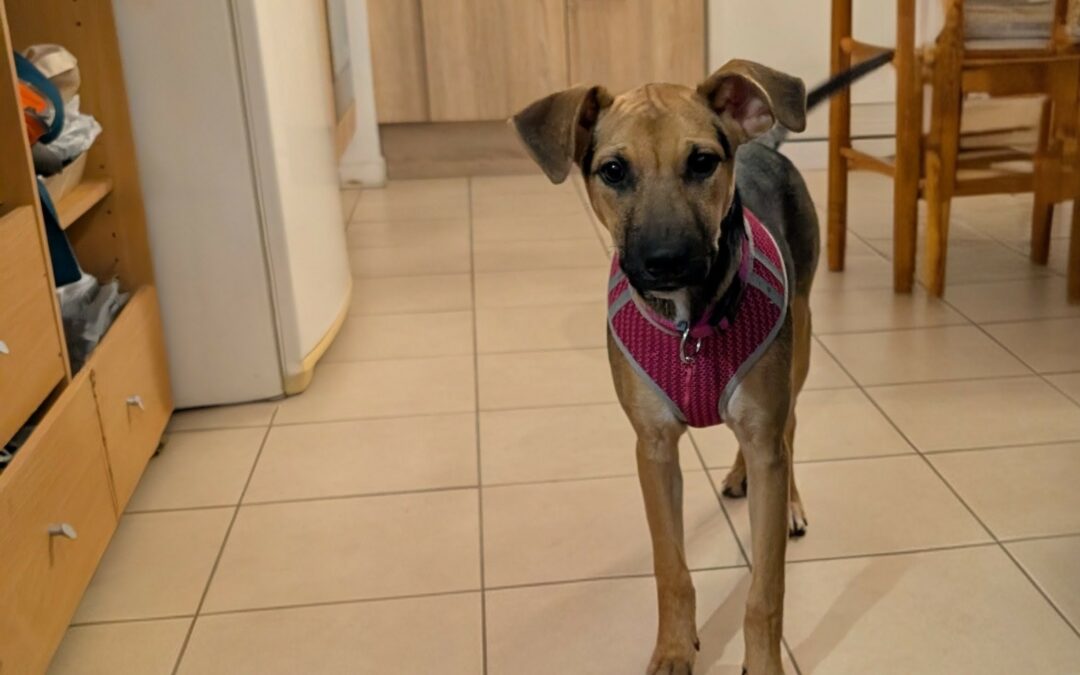 Salma – Visible en famille d&rsquo;accueil