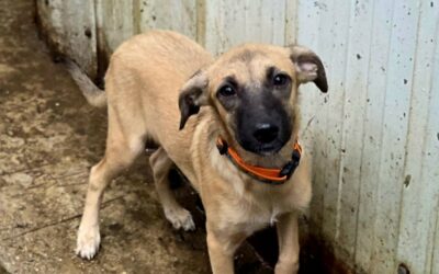 Sandati – Adoptée en Décembre 2025