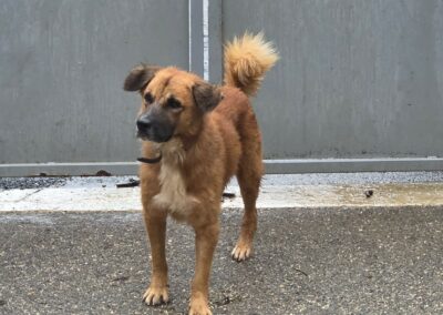 Scool – Dossier en cours