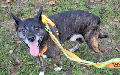 Seth – Adopté en Janvier 2025