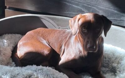 Snack – Visible en famille d’accueil