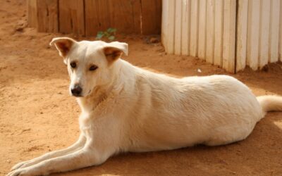 Sweety – Adoptée en en Janvier 2026