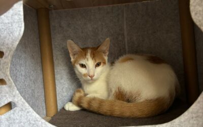 Tac – Visible en famille d’accueil