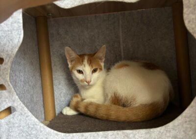 Tac – Visible en famille d’accueil