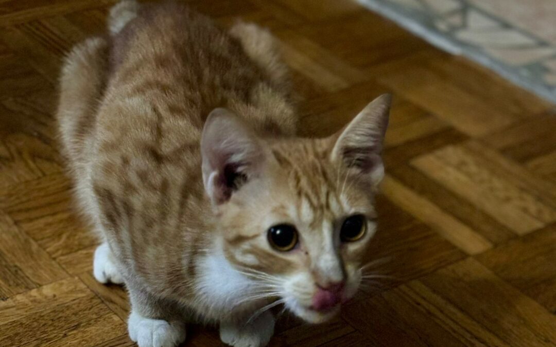 Tic – Visible en famille d’accueil