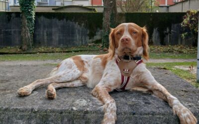 Tobby – Visible en famille d’accueil