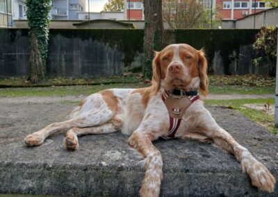 Tobby – Visible en famille d’accueil