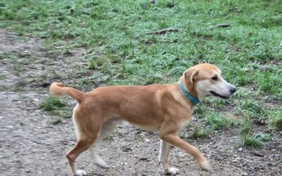 Vaillant – Adopté en Janvier 2026