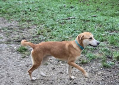 Vaillant – Dossier en cours