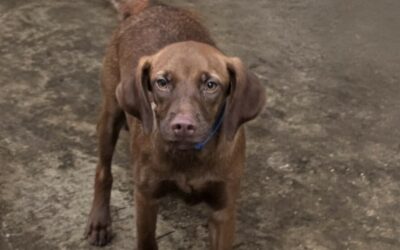 Alya – Adoptée en Janvier 2026