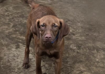 Alya – Dossiers en cours