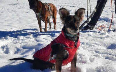 Violette – Adoptée en Janvier 2026