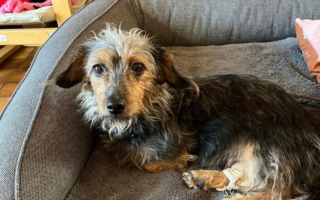 Volga – Visible en famille d’accueil