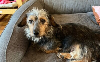 Volga – Adoptée en Janvier 2026