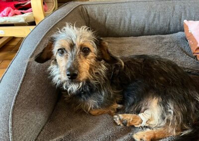 Volga – Dossier en cours