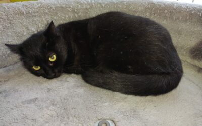 Veneria – Réservée