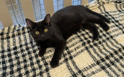 Basalte – Réservé