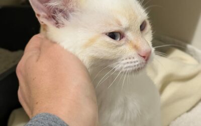 Neige – Réservée