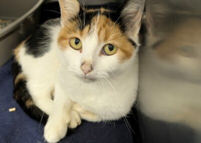 Sally – Dossier en cours