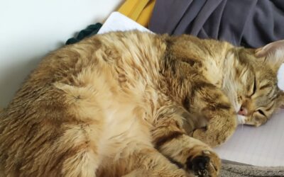 Bichoutte – Adoptée en avril 2026