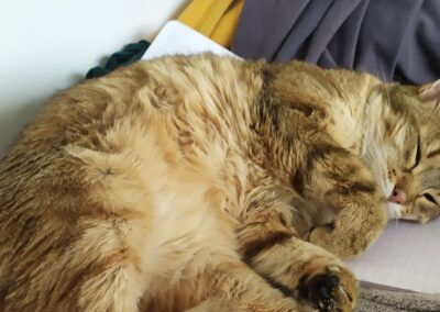 Bichoutte – Visible en famille d&rsquo;accueil