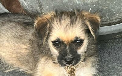 Atolla – Adoptée en Décembre 2025