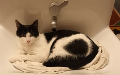 Baloo – Visible en famille d’accueil