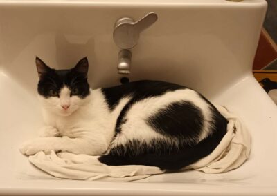 Baloo – Visible en famille d&rsquo;accueil