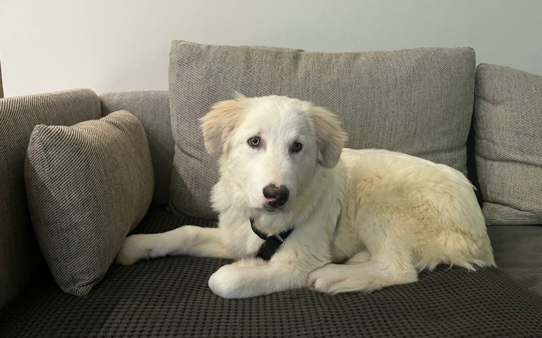 Bella – Réservée