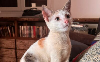 Bianca – Visible en famille d’accueil