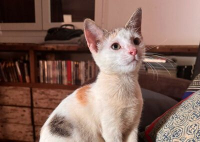 Bianca – Visible en famille d&rsquo;accueil