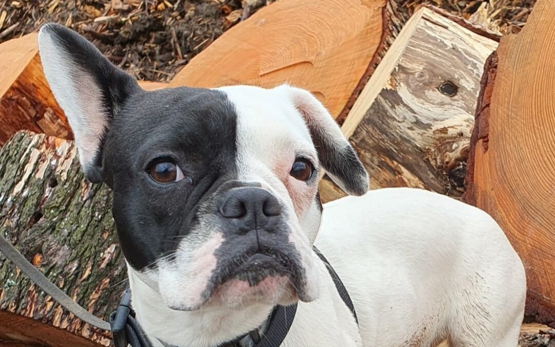 Bisou – Visible en famille d’accueil