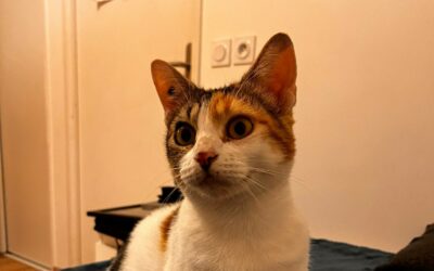 Carlotta – Visible en famille d’accueil