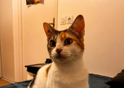 Carlotta – Visible en famille d&rsquo;accueil