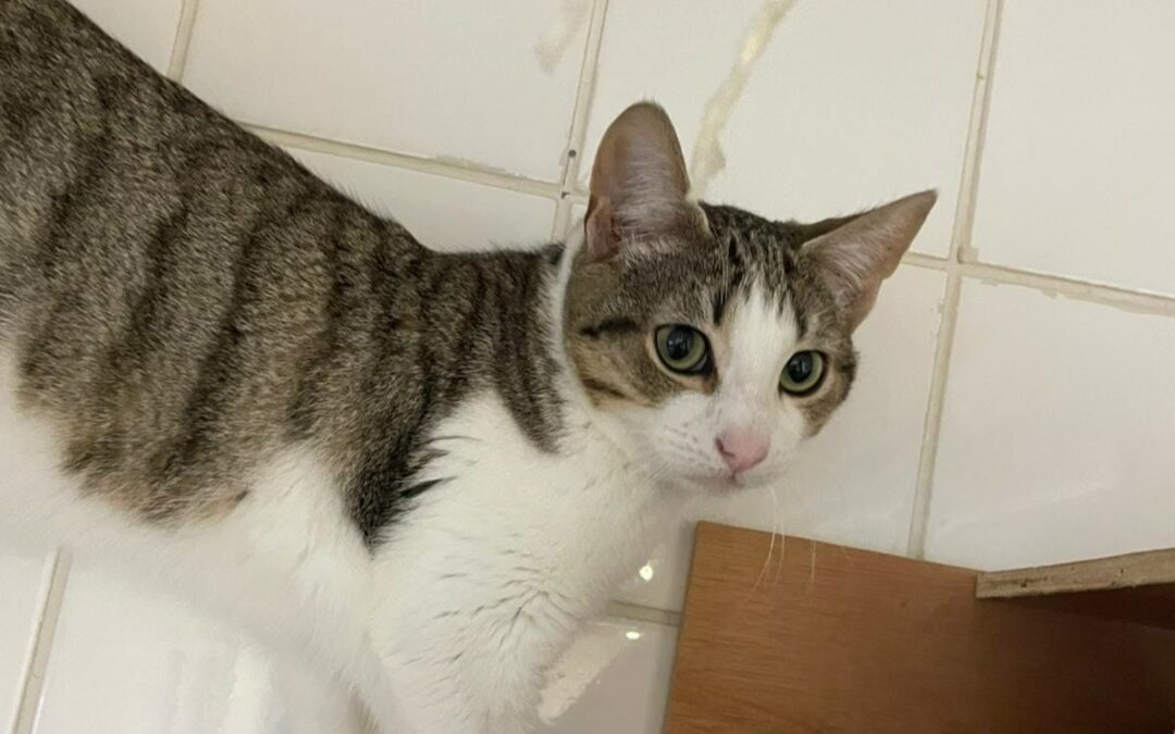 César – Réservé