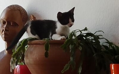 Daria – Réservée