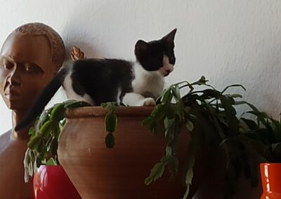 Daria – Réservée