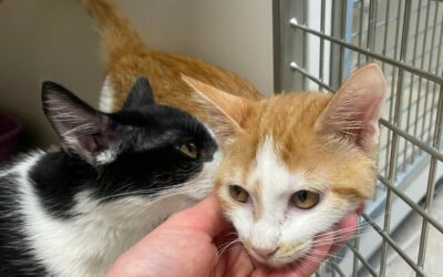 Dan & Delila – Réservés