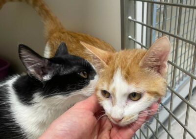 Dan & Delila – Adoptés en Décembre 2025