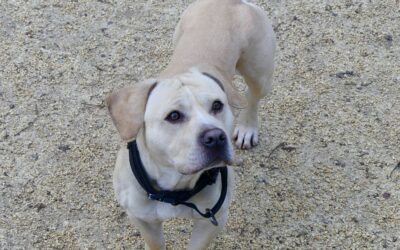 Diamant – Adopté en Mars 2026