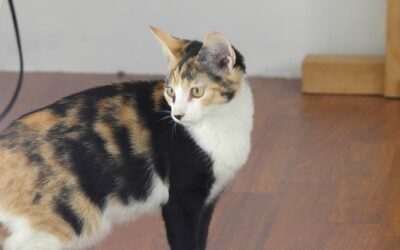 Genoa – Visible en famille d’accueil