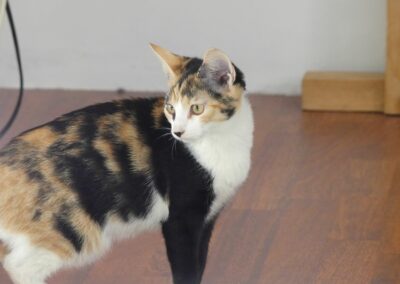 Genoa – Visible en famille d&rsquo;accueil