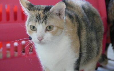 Gina – Visible en famille d’accueil