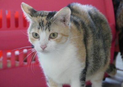 Gina – Visible en famille d&rsquo;accueil