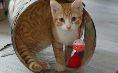 Giovanni – Visible en famille d’accueil