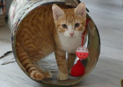 Giovanni – Visible en famille d&rsquo;accueil